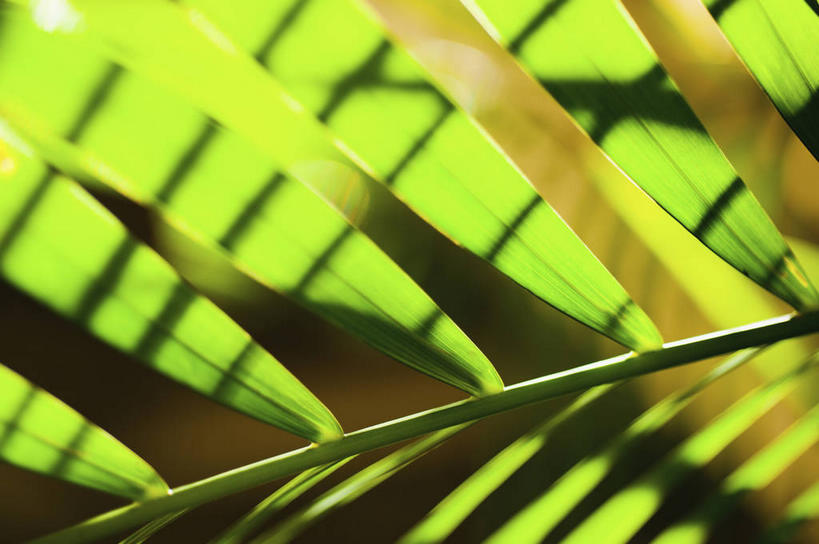 无人,横图,室外,特写,白天,正面,美景,植物,棕榈树,叶子,阴影,朦胧,模糊,新鲜,光线,纹路,纹理,影子,景观,绿叶,树,树木,绿色,阳光,自然,嫩叶,景色,生长,成长,青春,生命,自然风光,和平,安详,棕榈叶,肌理,冷色,叶,叶片,棕树,棕榈,彩图