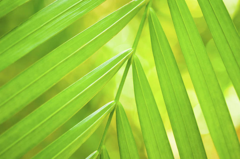 无人,横图,室外,特写,白天,正面,美景,植物,棕榈树,叶子,阴影,朦胧,模糊,新鲜,光线,纹路,纹理,影子,景观,绿叶,树,树木,绿色,阳光,自然,嫩叶,景色,生长,成长,青春,生命,自然风光,和平,安详,棕榈叶,肌理,冷色,叶,叶片,棕树,棕榈,彩图