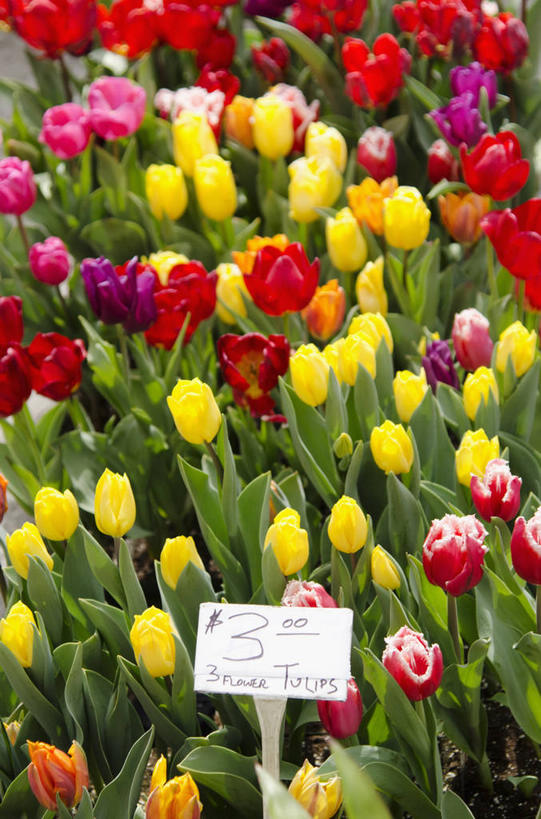 无人,花店,商店,竖图,俯视,室外,特写,白天,爱情,郁金香,叶子,朦胧,模糊,盛开,英文,标签,标志,文字,字符,字母,绿叶,祝福,花蕾,标识,商铺,花,花瓣,花朵,鲜花,黄色,红色,紫色,花苞,花蕊,嫩叶,英文字母,表白,荣誉,永恒,市肆,商号,叶,叶片,郁香,洋荷花,草麝香,彩图,高角度拍摄,店铺