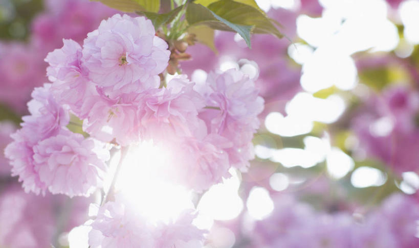 无人,横图,室外,特写,白天,仰视,幸福,纯洁,美景,植物,樱花,叶子,阴影,朦胧,模糊,盛开,光线,影子,景观,绿叶,花蕾,花,花瓣,花朵,鲜花,树,树木,粉色,绿色,阳光,自然,花苞,花蕊,嫩叶,景色,生长,成长,等待,生命,自然风光,仙樱花,福岛樱,青肤樱,高尚,热烈,叶,叶片,荆桃,彩图,低角度拍摄