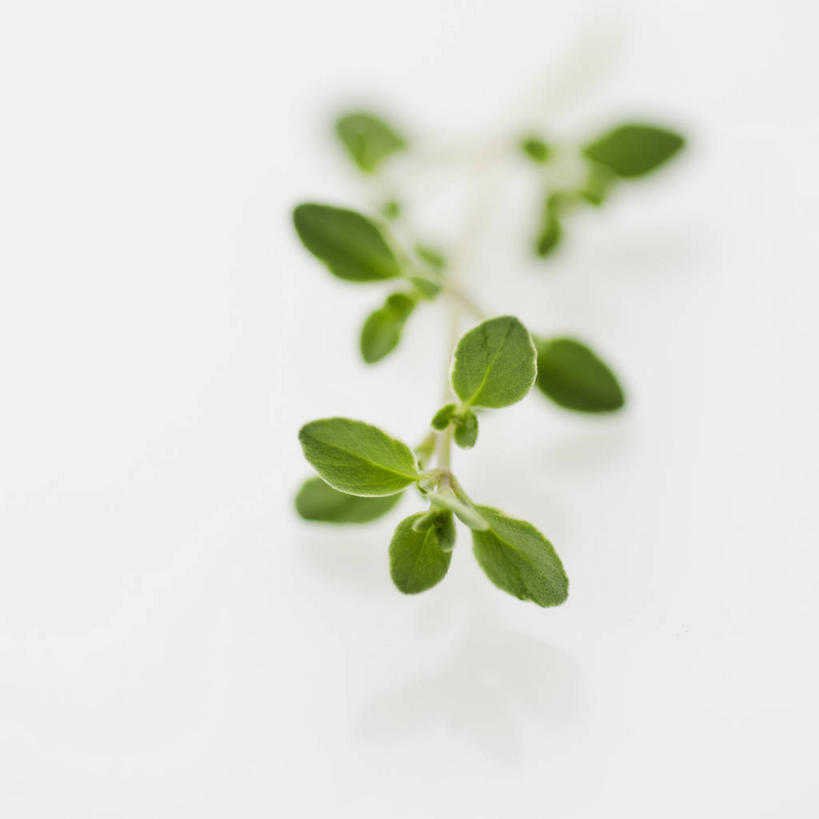 无人,方图,俯视,室内,特写,白天,白色背景,植物,叶子,阴影,朦胧,模糊,反射,纹理,影子,绿叶,绿色,嫩叶,摄影,影棚,牛至,滇香蕾,土香薷,肌理,荆芥,香薷,奥勒冈草,白花土荆芥,白花茵陈,川香薷,俄力冈叶,减脂叶,满山香,蘑菇草,披萨草,银薄荷,止痢草,叶,叶片,叶脉,彩图,高角度拍摄,影棚拍摄,拍摄