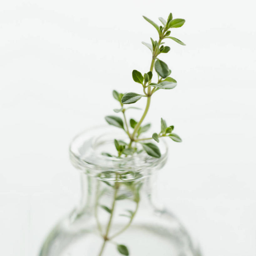 无人,方图,室内,特写,白天,白色背景,正面,花瓶,叶子,阴影,反射,影子,绿叶,玻璃制品,一个,玻璃瓶,瓶子,嫩叶,摄影,影棚,单个,牛至,滇香蕾,土香薷,荆芥,香薷,奥勒冈草,白花土荆芥,白花茵陈,川香薷,俄力冈叶,减脂叶,满山香,蘑菇草,披萨草,银薄荷,止痢草,叶,叶片,彩图,影棚拍摄,拍摄