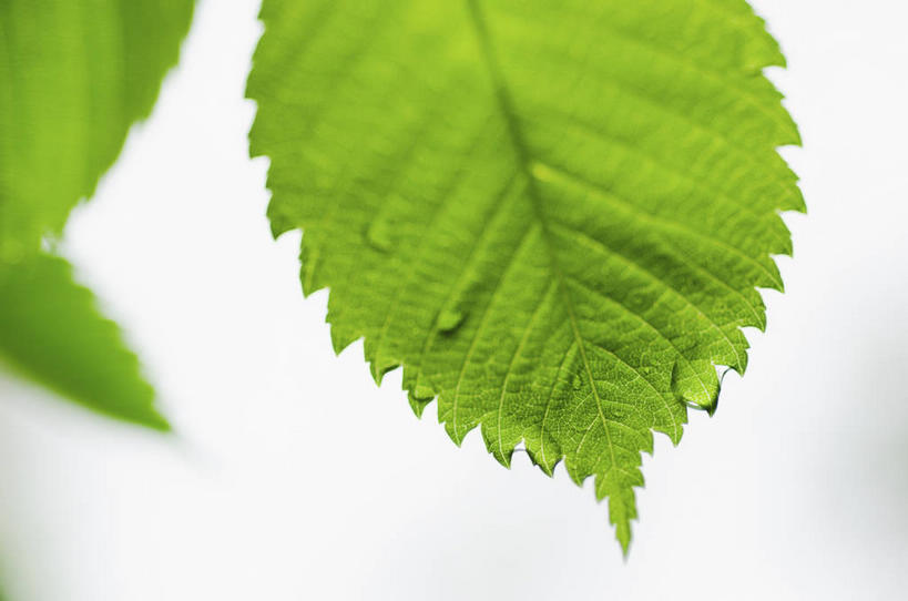 无人,横图,室内,特写,白天,白色背景,正面,水,植物,露水,叶子,朦胧,模糊,透明,纹理,液体,水滴,绿叶,水珠,绿色,露珠,嫩叶,摄影,影棚,生机,剔透,肌理,灵动,通明,叶,叶片,叶脉,彩图,影棚拍摄,拍摄,晶莹