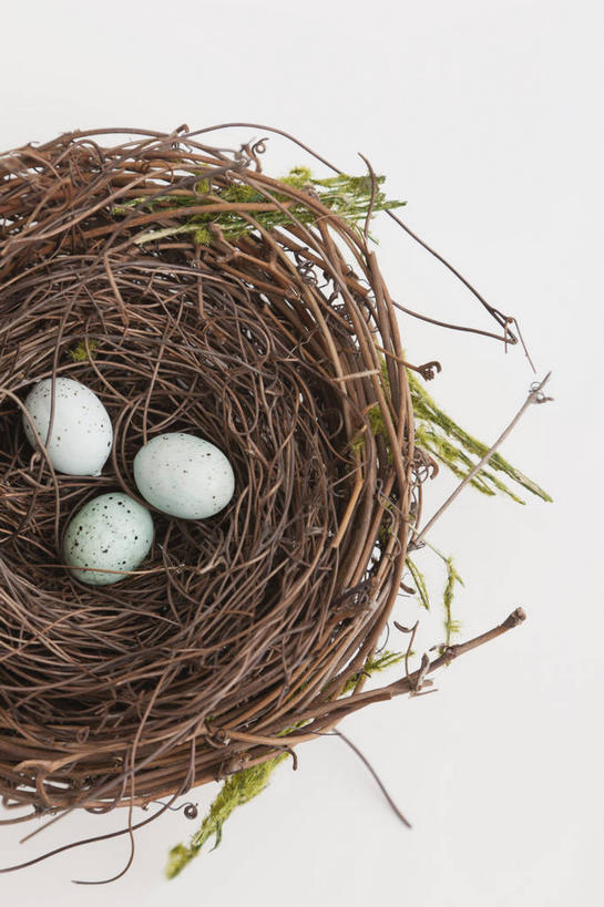 无人,竖图,俯视,室内,特写,白天,白色背景,植物,复活节,节日,庆祝,环绕,缠绕,鸟巢,鸟窝,蛋,鸡蛋,枝条,文化,树,树木,树枝,三个,一个,白色,庆典,摄影,影棚,单个,纪念,纠缠,草鸡蛋,卵,虬枝,枝杈,彩图,高角度拍摄,影棚拍摄,拍摄