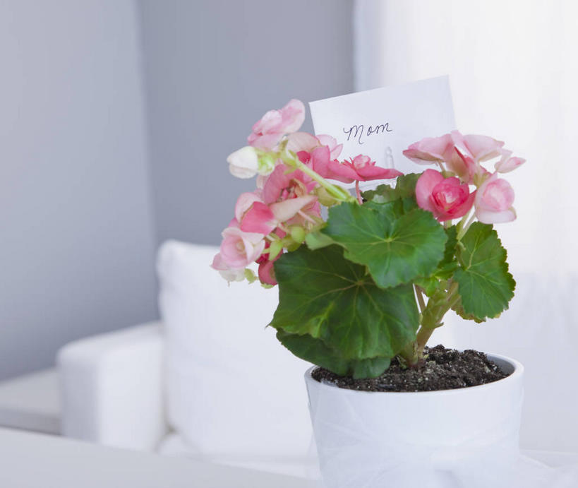 无人,横图,室内,特写,白天,正面,植物,桌面,桌子,礼盒,礼物,叶子,阴影,盛开,反射,木制,英文,标志,盆栽,文字,影子,纸盒,字符,字母,绿叶,贺卡,盆景,祝福,花蕾,文化,标识,盒子,花,花瓣,花朵,鲜花,一个,粉色,绿色,自然,包装盒,卡片,木制品,礼品盒,花苞,花蕊,嫩叶,礼品,生长,单个,成长,英文字母,礼仪,祝愿,叶,叶片,彩图