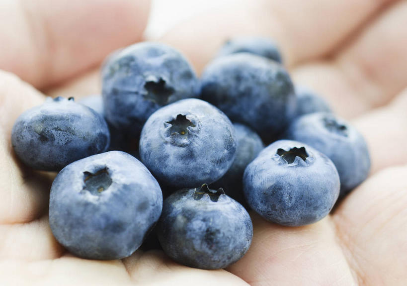 西方人,手,一个人,捧,横图,俯视,室内,特写,白天,浆果,蓝莓,水果,欧洲,欧洲人,仅一个年轻女性,仅一个女性,仅一个人,一堆,许多,阴影,堆叠,堆积,朦胧,模糊,新鲜,反射,影子,生食,食品,果实,很多,食物,蓝色,手部,摄影,有机食品,绿色食品,影棚,堆,单手,年轻女性,女人,女性,白种人,山都柿,蓝浆果,蓝靛果,端,端着,捧着,手捧,半身,彩图,高角度拍摄,影棚拍摄,拍摄