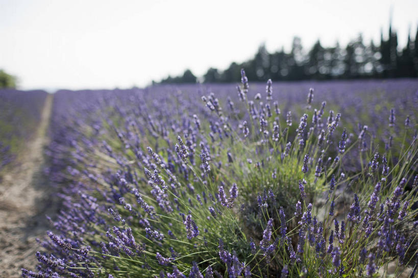 无人,横图,室外,白天,正面,爱情,旅游,度假,花海,花圃,美景,植物,叶子,法国,欧洲,朦胧,模糊,盛开,景观,浪漫,花蕾,娱乐,花,花瓣,花朵,花卉,鲜花,树,树木,绿色,紫色,天空,自然,香草,花丛,花束,花田,天,花苞,花蕊,薰衣草,享受,休闲,景色,放松,生长,成长,西欧,法兰西,自然风光,呼吸,法兰西共和国,灵香草,黄香草,法兰西第五共和国,奇迹,彩图,德龙省,格里尼昂,罗讷.阿尔卑斯,罗讷.阿尔卑斯大区