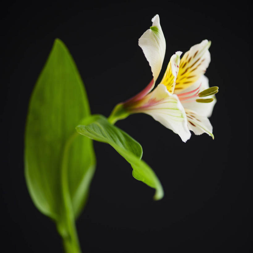 无人,方图,室内,特写,白天,正面,植物,六出花,叶子,阴影,黑色背景,盛开,反射,纹理,影子,绿叶,花蕾,花,花瓣,花朵,鲜花,一朵,绿色,白色,花苞,花蕊,嫩叶,摄影,影棚,肌理,水仙百合,秘鲁百合,叶,叶片,叶脉,彩图,影棚拍摄,拍摄