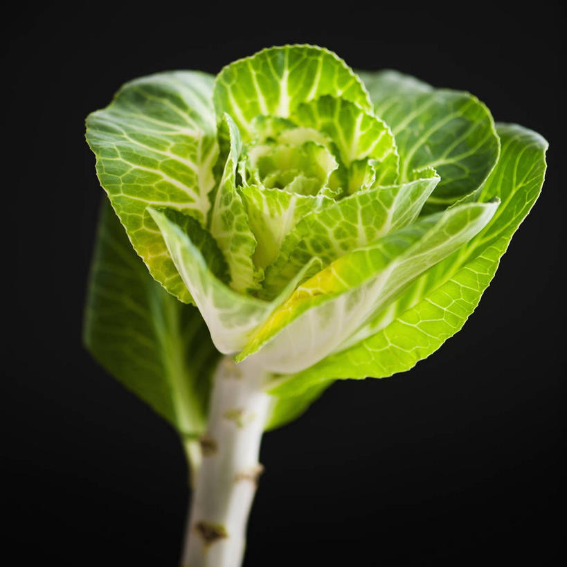 无人,方图,室内,特写,白天,正面,蔬菜,椰菜,卷心菜,阴影,黑色背景,新鲜,反射,影子,食品,食物,一个,甘蓝,摄影,有机食品,绿色食品,影棚,单个,甘蓝菜,杆子,结球甘蓝,甘兰,包心菜,彩图,影棚拍摄,拍摄,圆白菜
