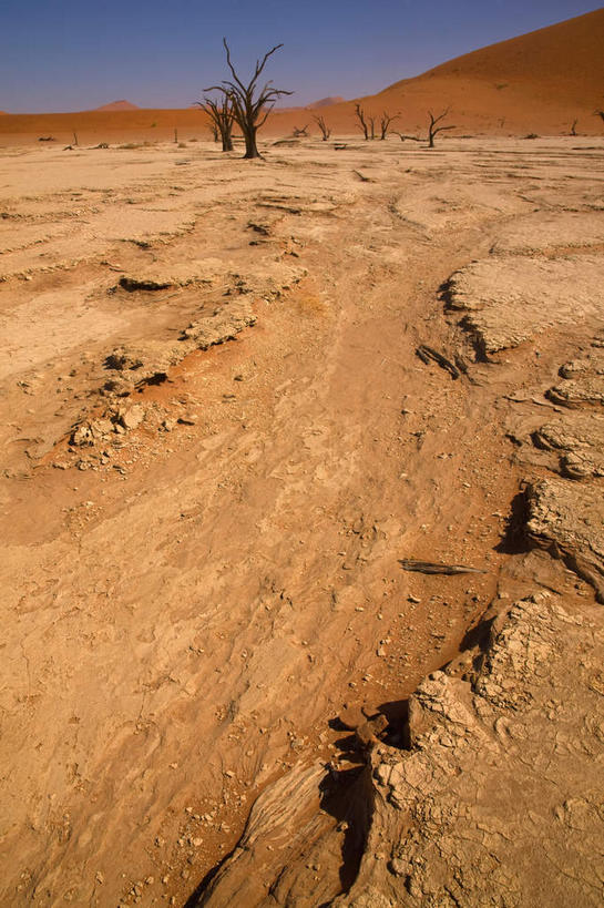 无人,竖图,室外,白天,正面,旅游,度假,美景,沙漠,太阳,植物,非洲,纳米比亚,阴影,枯萎,光线,影子,景观,枝条,沙丘,娱乐,树,树木,树枝,蓝色,蓝天,天空,阳光,自然,天,享受,休闲,景色,放松,生长,晴朗,成长,死亡,自然风光,万里无云,纳米比亚共和国,虬枝,枝杈,枯败,纳米布沙漠,纳米比沙漠,大漠,砂漠,晴空,晴空万里,彩图