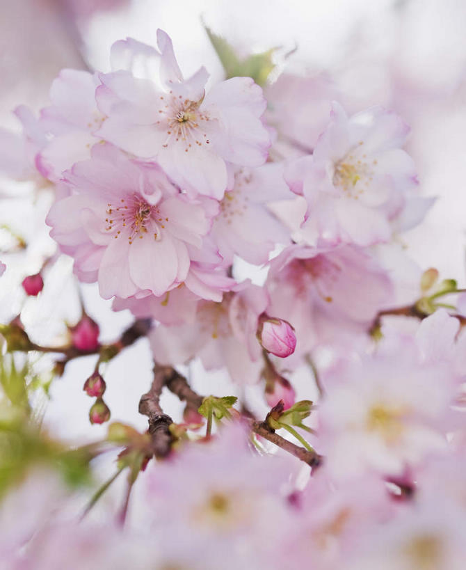 无人,竖图,室外,特写,白天,正面,幸福,纯洁,美景,植物,樱花,美国,朦胧,模糊,盛开,景观,枝条,花蕾,花,花瓣,花朵,鲜花,树,树木,树枝,粉色,绿色,自然,花苞,花蕊,景色,生长,成长,等待,北美,北美洲,生命,自然风光,美洲,新泽西,北亚美利加洲,亚美利加洲,仙樱花,福岛樱,青肤樱,高尚,新泽西州,新州,花园之州,花园州,热烈,虬枝,枝杈,哈德逊县,泽西城,荆桃,彩图