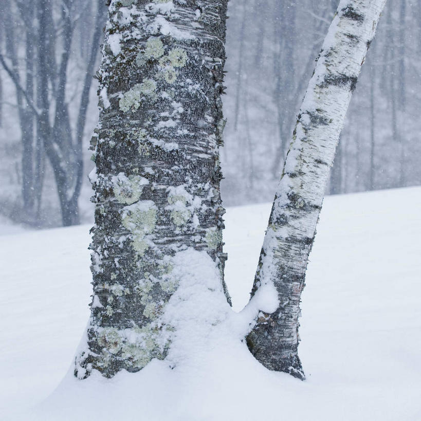 无人,方图,室外,白天,正面,旅游,度假,美景,树林,雪,植物,大雪,美国,朦胧,模糊,积雪,景观,雪景,冬季,冬天,娱乐,树,树干,树木,绿色,自然,享受,休闲,景色,放松,寒冷,生长,成长,北美,北美洲,自然风光,美洲,北亚美利加洲,亚美利加洲,康涅狄格,康涅狄格州,宪法之州,豆蔻之州,严寒,彩图