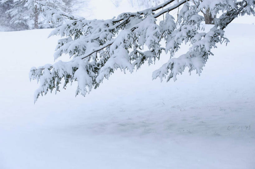 无人,横图,室外,白天,正面,旅游,度假,美景,树林,雪,植物,大雪,美国,朦胧,模糊,积雪,景观,雪景,冬季,冬天,娱乐,树,树木,绿色,自然,享受,休闲,景色,放松,寒冷,生长,成长,北美,北美洲,自然风光,美洲,北亚美利加洲,亚美利加洲,康涅狄格,康涅狄格州,宪法之州,豆蔻之州,严寒,彩图