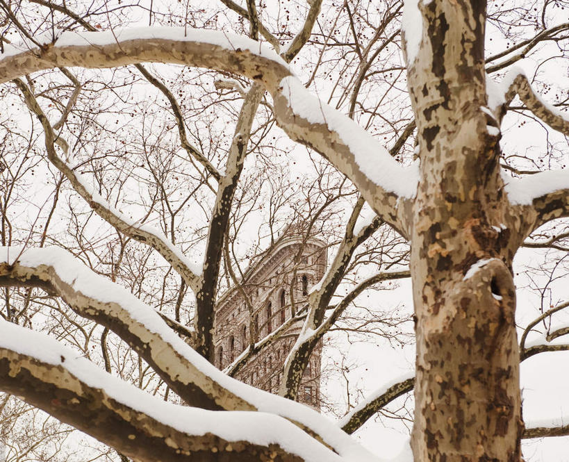 无人,横图,室外,白天,仰视,旅游,度假,美景,树林,雪,植物,大雪,城市,美国,积雪,景观,雪景,冬季,冬天,树桩,枝条,娱乐,树,树干,树木,树枝,绿色,自然,享受,休闲,木桩,景色,放松,寒冷,生长,成长,北美,北美洲,加利福尼亚,自然风光,美洲,联合广场,旧金山,加州,加利福尼亚州,圣弗朗西斯科,三藩市,金州,黄金州,北亚美利加洲,亚美利加洲,严寒,虬枝,枝杈,彩图,低角度拍摄