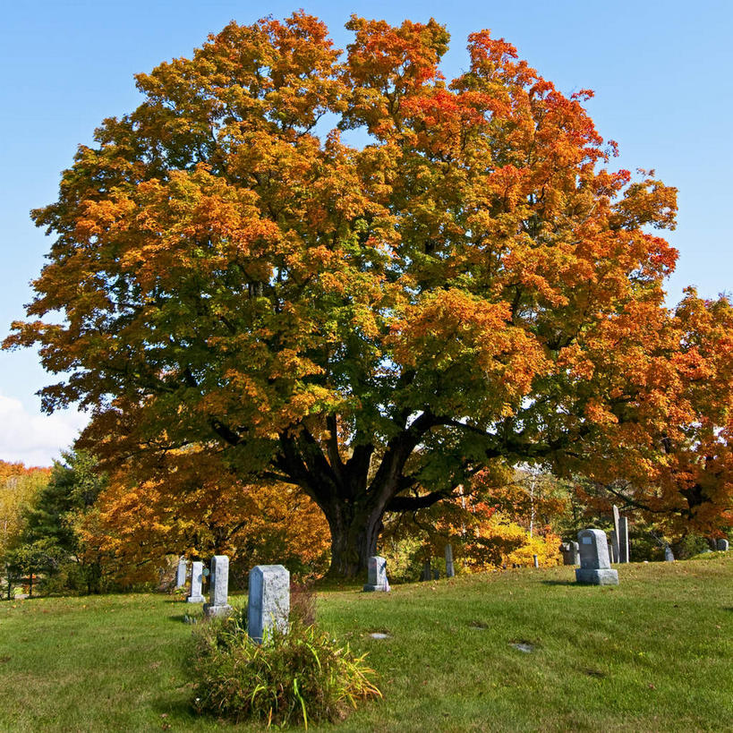 无人,方图,室外,白天,正面,旅游,度假,草地,草坪,美景,植物,美国,阴影,光线,影子,景观,娱乐,草,树,树木,蓝色,绿色,蓝天,天空,阳光,自然,墓碑,天,享受,休闲,墓地,景色,放松,生长,晴朗,成长,北美,北美洲,自然风光,美洲,坟场,万里无云,佛蒙特州,佛蒙特,绿岭之州,北亚美利加洲,亚美利加洲,晴空,晴空万里,彩图
