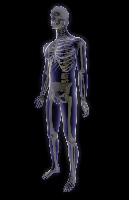颅骨,动脉,静脉,骨骼,胸骨,肋骨,骨盆,关节,无人,竖图,插画,x光片,室内,特写,白天,正面,数码,科技,静物,阴影,黑色背景,辐射,科学,网络,医学,骨头,高光,几何,计算机图形,合成,图画,画,模型,人体,电脑合成图,数码合成图,骨架,医疗,生物学,科学技术,x射线,x光,漫画,生理学,写实,具体,具象,腰骨,趾骨,头盖骨,彩图,全身,电磁波,电磁辐射