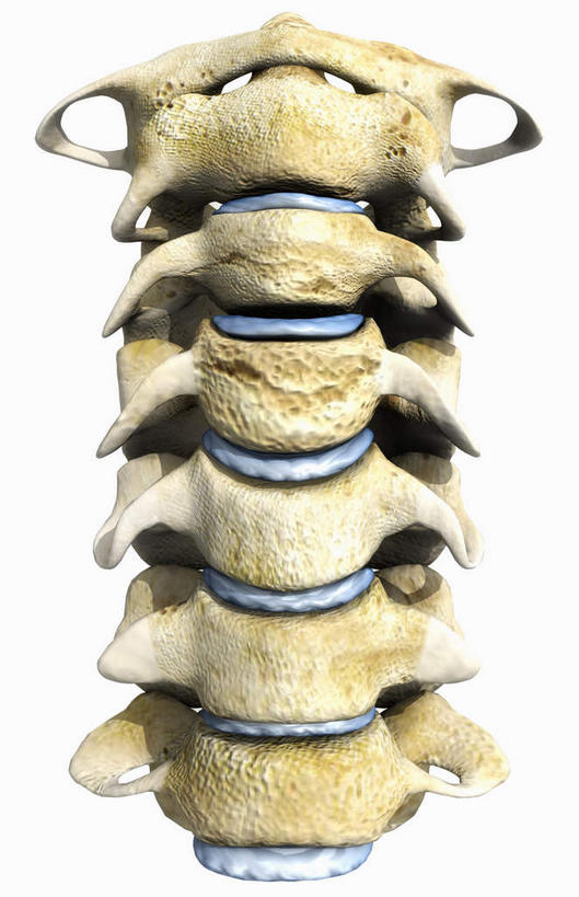 脊髓,动脉,静脉,骨骼,无人,竖图,插画,室内,特写,白天,白色背景,正面,数码,科技,静物,阴影,网络,医学,骨头,高光,几何,计算机图形,合成,图画,画,模型,人体,电脑合成图,数码合成图,骨架,生物学,漫画,生理学,写实,具体,具象,颈骨,腰骨,脊柱,半身,彩图