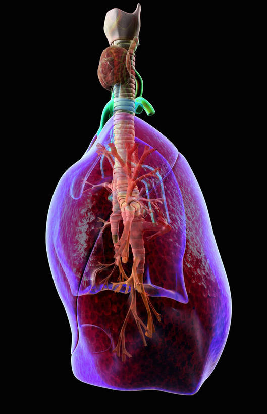 肺,无人,竖图,插画,室内,特写,白天,正面,数码,科技,静物,阴影,网络,医学,细胞,高光,几何,计算机图形,合成,图画,画,人体,电脑合成图,数码合成图,生物学,漫画,腺体,生理学,写实,具体,具象,喉,甲状腺,支气管树,肺部,肺脏,彩图