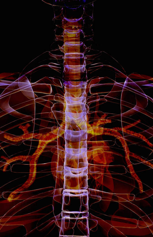 动脉,静脉,骨骼,胸骨,肋骨,无人,竖图,插画,x光片,室内,特写,白天,正面,数码,科技,静物,阴影,黑色背景,辐射,科学,网络,医学,骨头,高光,几何,计算机图形,合成,图画,画,绿色,模型,框架,人体,电脑合成图,数码合成图,骨架,医疗,生物学,科学技术,x射线,x光,漫画,生理学,写实,具体,具象,颈骨,颈椎,胫骨,软肋骨,胸椎,半身,彩图,电磁波,电磁辐射