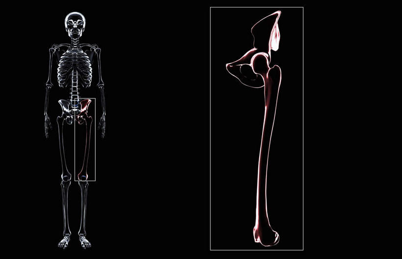 脊髓,动脉,静脉,骨骼,胸骨,肋骨,无人,横图,插画,x光片,室内,特写,白天,正面,数码,科技,静物,阴影,辐射,科学,网络,医学,骨头,高光,几何,计算机图形,合成,图画,画,模型,人体,电脑合成图,数码合成图,骨架,医疗,生物学,科学技术,x射线,x光,漫画,生理学,写实,具体,具象,髌骨,腓骨,股骨,胫骨,软肋骨,胸椎,腰骨,脊柱,彩图,全身,电磁波,电磁辐射
