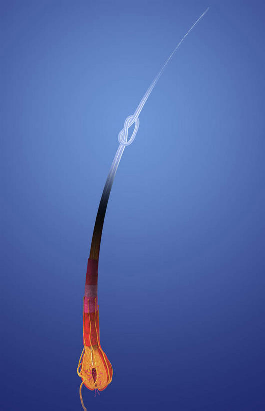 头发,无人,竖图,插画,室内,特写,白天,正面,数码,科技,一根,阴影,蓝色背景,发光,网络,高光,几何,计算机图形,合成,图画,画,黑色,打结,电脑合成图,数码合成图,漫画,写实,具体,具象,毛囊,彩图