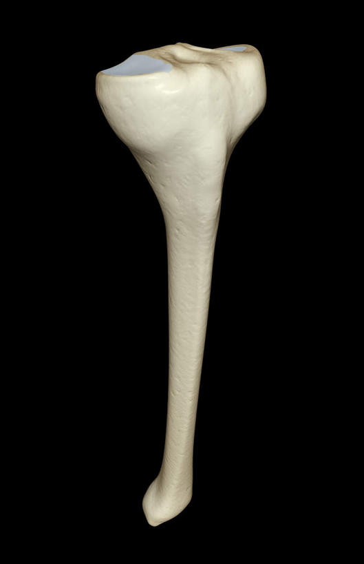 动脉,静脉,骨骼,无人,竖图,插画,室内,特写,白天,正面,数码,科技,静物,阴影,黑色背景,局部,网络,医学,骨头,高光,几何,计算机图形,合成,图画,画,模型,人体,部分,电脑合成图,数码合成图,骨架,生物学,漫画,生理学,写实,具体,具象,胫骨,半身,彩图