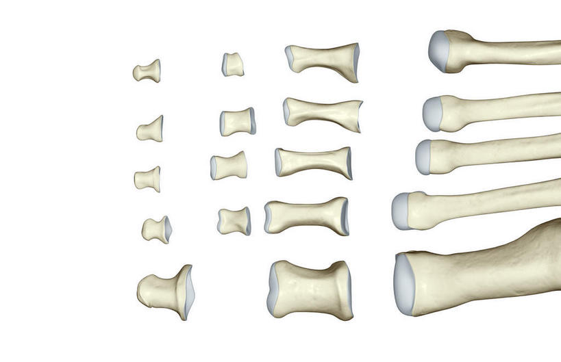 动脉,静脉,骨骼,无人,横图,插画,x光片,室内,特写,白天,白色背景,正面,数码,科技,静物,一排,许多,阴影,整齐,辐射,科学,网络,医学,骨头,高光,几何,计算机图形,合成,图画,画,排列,模型,人体,电脑合成图,数码合成图,骨架,医疗,生物学,科学技术,x射线,队列,x光,漫画,生理学,写实,具体,具象,趾骨,足骨,彩图,电磁波,电磁辐射