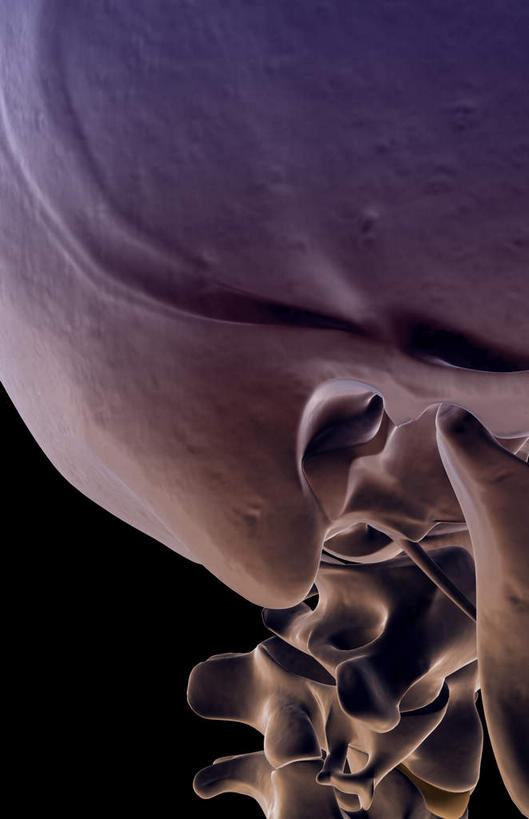 颅骨,动脉,静脉,骨骼,脊椎,无人,竖图,插画,x光片,室内,特写,白天,正面,数码,科技,静物,阴影,黑色背景,辐射,科学,网络,医学,头骨,骨头,高光,几何,计算机图形,合成,图画,画,模型,人体,电脑合成图,数码合成图,骨架,医疗,生物学,科学技术,x射线,x光,漫画,生理学,写实,具体,具象,颈椎,椎骨,脊椎骨,面颅骨,脊柱,头盖骨,彩图,电磁波,电磁辐射