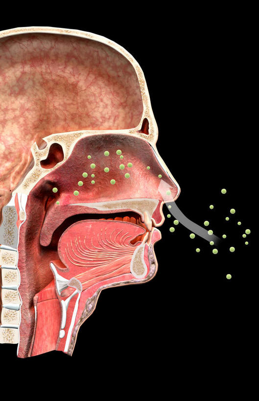 脸,头,脸颊,动脉,静脉,骨骼,肌肉,健壮,无人,竖图,插画,室内,特写,白天,正面,数码,科技,静物,许多,阴影,黑色背景,网络,医学,骨头,高光,几何,计算机图形,合成,图画,画,模型,健康,活力,力量,人体,青春,电脑合成图,数码合成图,骨架,生物学,强壮,漫画,花粉,过敏,生理学,写实,具体,具象,过敏反应,头部,脸部,脸蛋,面部,彩图