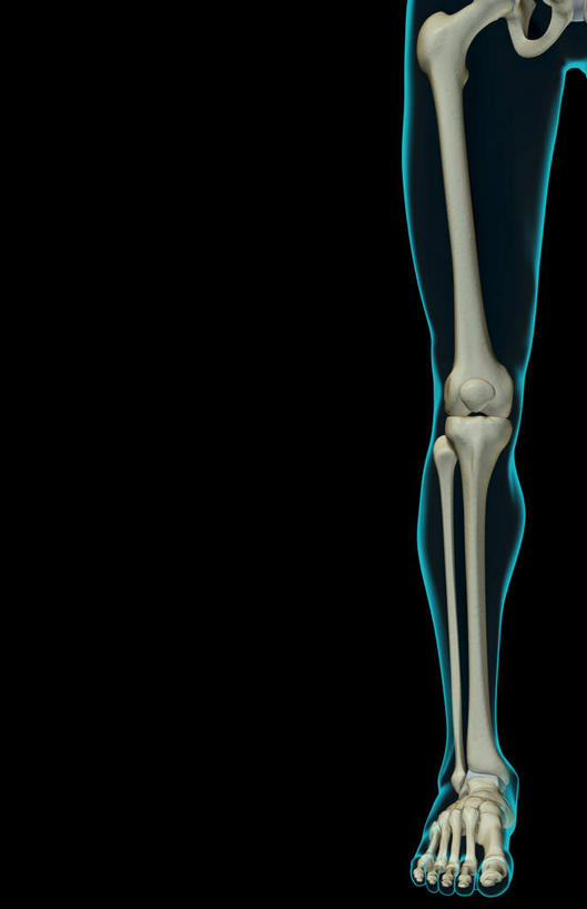 动脉,静脉,骨骼,无人,竖图,插画,x光片,室内,特写,白天,正面,数码,科技,静物,阴影,黑色背景,辐射,科学,网络,医学,线条,骨头,高光,几何,计算机图形,合成,图画,画,模型,人体,轮廓,电脑合成图,数码合成图,骨架,医疗,生物学,科学技术,x射线,x光,漫画,生理学,写实,具体,具象,髌骨,腓骨,股骨,趾骨,足骨,半身,彩图,电磁波,电磁辐射