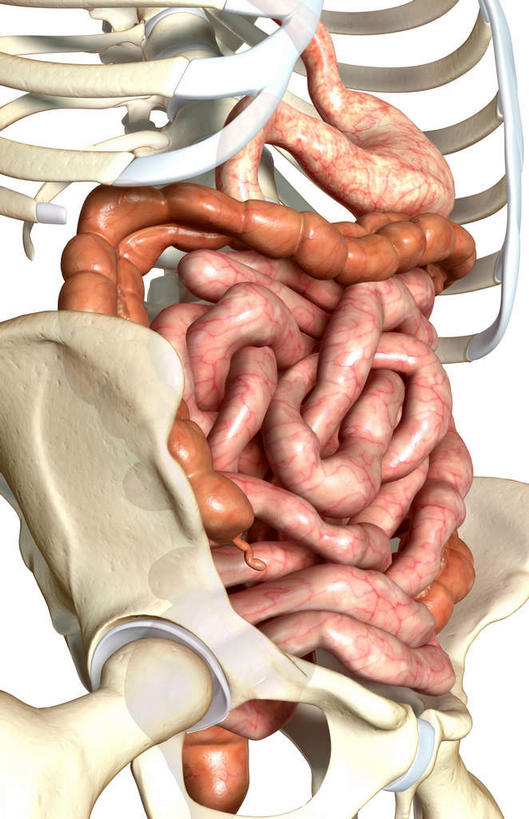 内脏,肠,动脉,静脉,肋骨,十二指肠,无人,竖图,插画,室内,白天,白色背景,正面,数码,科技,静物,阴影,网络,医学,高光,几何,计算机图形,合成,图画,画,模型,人体,电脑合成图,数码合成图,生物学,人体器官,器官,盆骨,漫画,生理学,写实,具体,具象,横结肠,空肠,升结肠,乙状结肠,大肠,盲肠,小肠,直肠,彩图