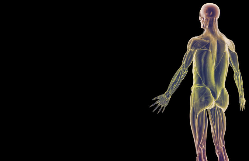 肌肉,健壮,无人,横图,插画,室内,白天,正面,数码,科技,静物,阴影,黑色背景,网络,医学,线条,高光,几何,计算机图形,合成,图画,画,健康,活力,力量,人体,轮廓,青春,电脑合成图,数码合成图,生物学,强壮,漫画,生理学,写实,具体,具象,背阔肌,三角肌,半身,彩图