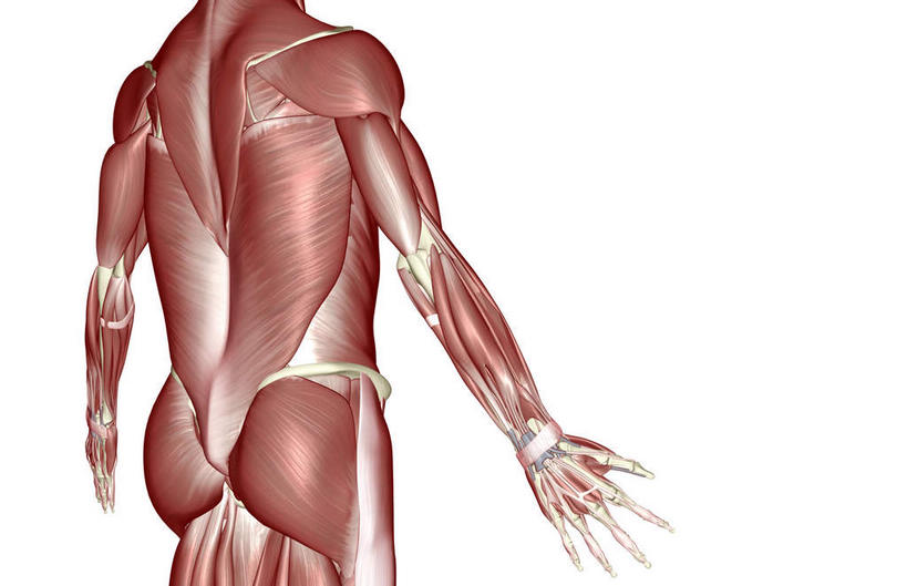 肌肉,健壮,无人,横图,插画,室内,白天,白色背景,正面,数码,科技,静物,阴影,网络,医学,高光,几何,计算机图形,合成,图画,画,健康,活力,力量,人体,青春,电脑合成图,数码合成图,生物学,强壮,漫画,生理学,写实,具体,具象,背阔肌,半身,彩图