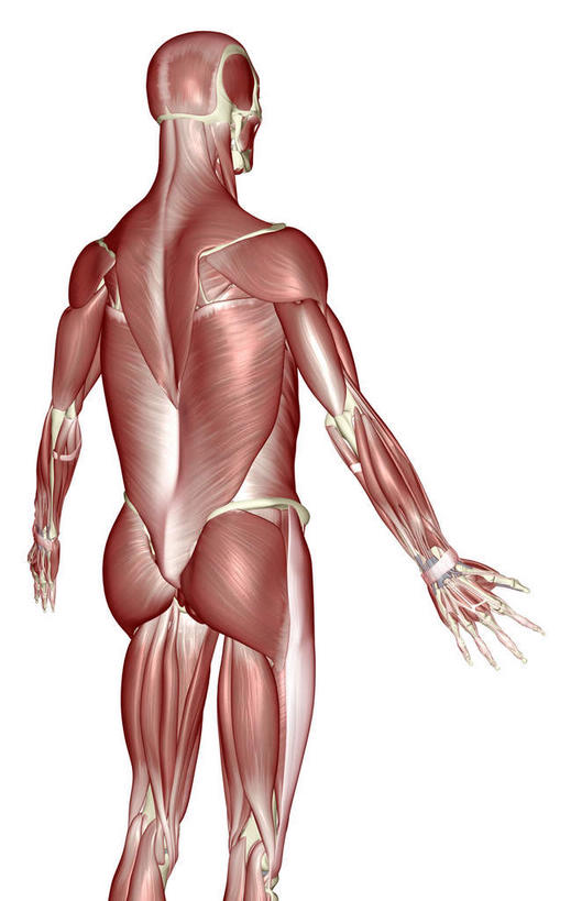 肌肉,健壮,无人,竖图,插画,室内,白天,白色背景,正面,数码,科技,静物,阴影,网络,医学,高光,几何,计算机图形,合成,图画,画,健康,活力,力量,人体,青春,电脑合成图,数码合成图,生物学,强壮,漫画,生理学,写实,具体,具象,背阔肌,半身,彩图
