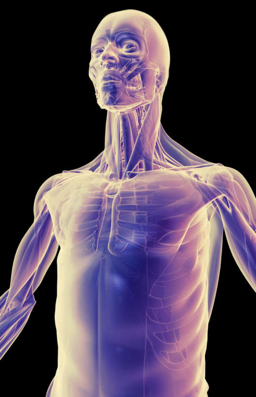 肌肉,健壮,无人,竖图,插画,室内,白天,正面,数码,科技,静物,阴影,黑色背景,网络,医学,线条,高光,几何,计算机图形,合成,图画,画,健康,活力,力量,人体,轮廓,青春,电脑合成图,数码合成图,生物学,强壮,胸肌,漫画,生理学,写实,具体,具象,前锯肌,腹外斜肌,半身,彩图