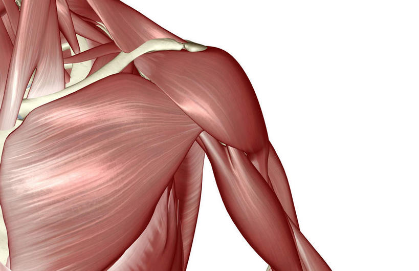 肌肉,健壮,无人,横图,插画,室内,白天,白色背景,正面,数码,科技,静物,阴影,网络,医学,高光,几何,计算机图形,合成,图画,画,健康,活力,力量,人体,青春,电脑合成图,数码合成图,生物学,强壮,胸肌,漫画,生理学,写实,具体,具象,三角肌,半身,彩图