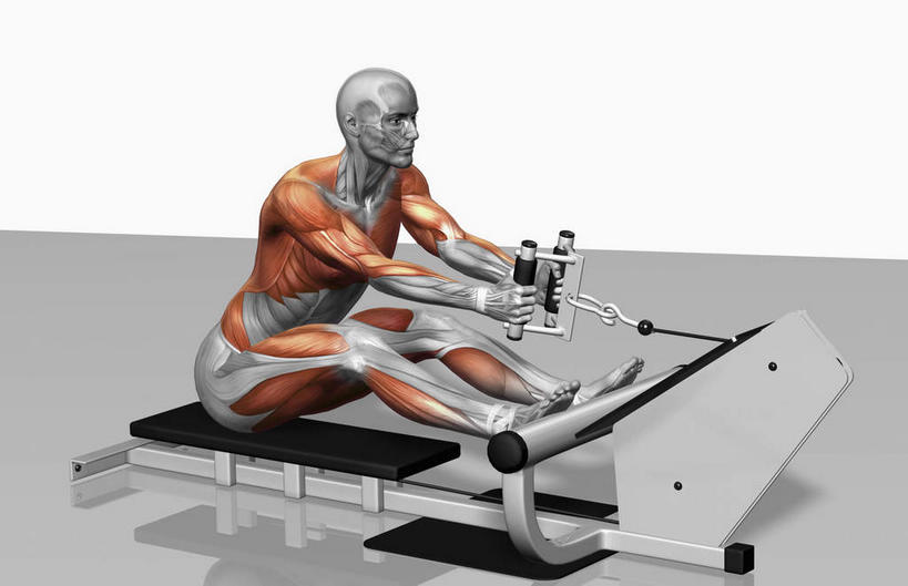 动脉,静脉,骨骼,肌肉,健壮,一个人,无人,坐,横图,俯视,插画,室内,特写,白天,白色背景,数码,科技,静物,仅一个男性,仅一个人,握,阴影,光线,网络,医学,影子,灯光,骨头,高光,几何,计算机图形,拿,合成,图画,拿着,注视,运动器械,画,仅一个年轻男性,模型,观察,看,健康,健身器械,活力,力量,握着,人体,观看,青春,电脑合成图,数码合成图,骨架,察看,生物学,强壮,关注,健身器材,漫画,生理学,写实,具体,具象,股四头肌,二头肌,腓肠肌,股内侧肌,三角肌,股外侧肌,股二头肌,前锯肌,腹外斜肌,男人,男性,年轻男性,坐着,彩图,高角度拍摄,全身,运动器材