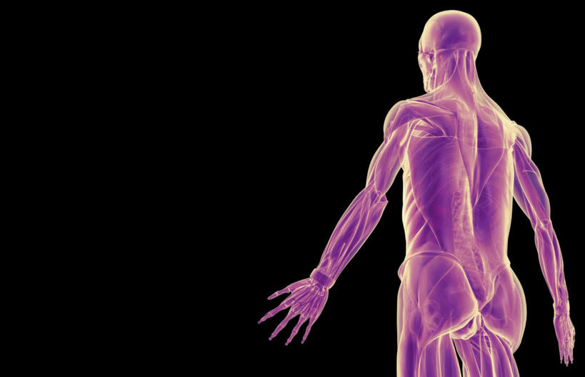 肌肉,健壮,无人,横图,插画,室内,白天,正面,数码,科技,静物,阴影,黑色背景,网络,医学,线条,高光,几何,计算机图形,合成,图画,画,健康,活力,力量,人体,轮廓,青春,电脑合成图,数码合成图,生物学,强壮,漫画,生理学,写实,具体,具象,三角肌,彩图