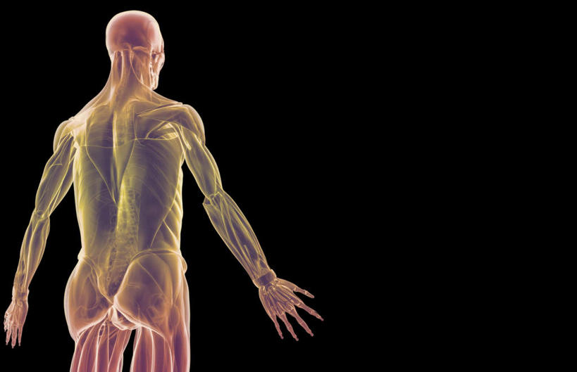 肌肉,健壮,无人,横图,插画,室内,白天,正面,数码,科技,静物,阴影,黑色背景,网络,医学,线条,高光,几何,计算机图形,合成,图画,画,健康,活力,力量,人体,轮廓,青春,电脑合成图,数码合成图,生物学,强壮,漫画,生理学,写实,具体,具象,三角肌,彩图