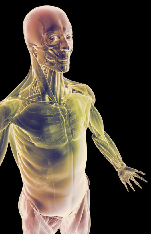 肌肉,健壮,无人,竖图,插画,室内,白天,正面,数码,科技,静物,阴影,黑色背景,网络,医学,线条,高光,几何,计算机图形,合成,图画,画,健康,活力,力量,人体,轮廓,青春,电脑合成图,数码合成图,生物学,强壮,胸肌,漫画,生理学,写实,具体,具象,前锯肌,腹外斜肌,彩图