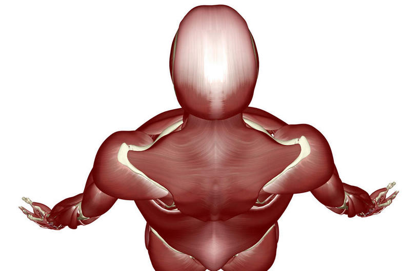 肌肉,健壮,无人,横图,插画,室内,白天,白色背景,正面,数码,科技,静物,阴影,网络,医学,高光,几何,计算机图形,合成,图画,画,健康,活力,力量,人体,青春,电脑合成图,数码合成图,生物学,强壮,漫画,生理学,写实,具体,具象,三角肌,彩图