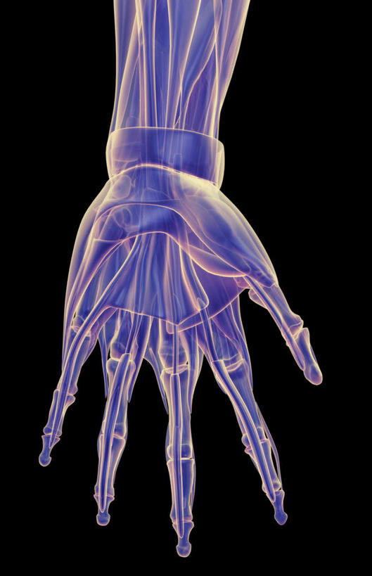 手,肌肉,健壮,无人,竖图,插画,室内,白天,正面,数码,科技,静物,阴影,黑色背景,网络,医学,线条,高光,几何,计算机图形,合成,图画,画,健康,手部,活力,力量,人体,轮廓,青春,电脑合成图,数码合成图,生物学,强壮,漫画,生理学,写实,具体,具象,拇内收肌,小指展肌,彩图