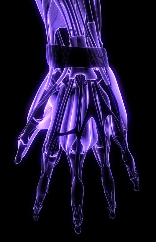 手,骨骼,肌肉,健壮,无人,竖图,插画,室内,白天,正面,数码,科技,静物,阴影,黑色背景,局部,网络,医学,线条,骨头,高光,几何,计算机图形,合成,图画,画,健康,手部,活力,力量,人体,轮廓,青春,电脑合成图,数码合成图,骨架,生物学,强壮,手骨,漫画,生理学,写实,具体,具象,拇内收肌,小指展肌,拇指外展肌,彩图