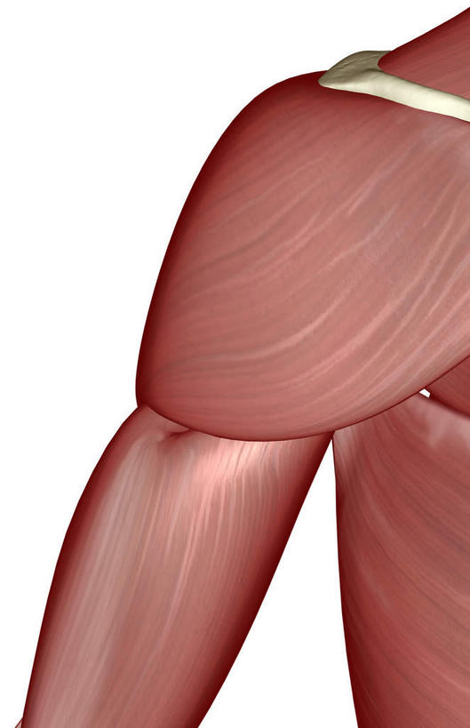肌肉,健壮,无人,竖图,插画,室内,白天,白色背景,正面,数码,科技,静物,阴影,局部,网络,医学,高光,几何,计算机图形,合成,图画,肩膀,画,健康,活力,力量,人体,青春,电脑合成图,数码合成图,生物学,强壮,漫画,生理学,写实,具体,具象,三角肌,彩图
