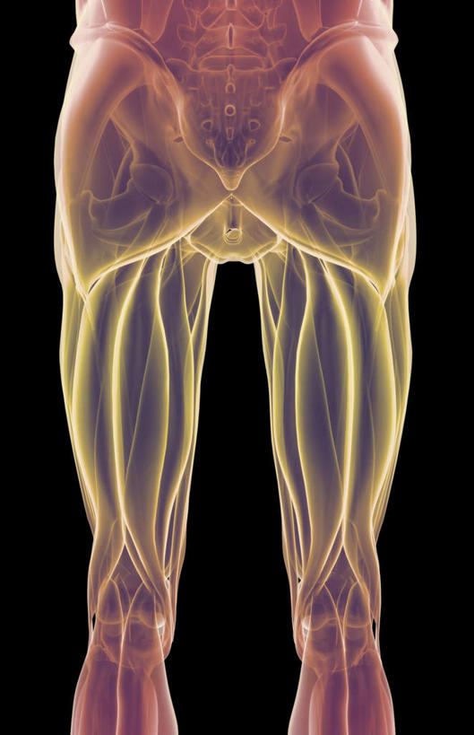 臀部,腿部,肌肉,腿,健壮,无人,竖图,插画,室内,白天,正面,数码,科技,静物,阴影,黑色背景,局部,网络,医学,高光,几何,计算机图形,合成,图画,画,健康,活力,力量,人体,青春,电脑合成图,数码合成图,生物学,强壮,漫画,生理学,写实,具体,具象,半腱肌,股二头肌,大收肌,屁股,彩图
