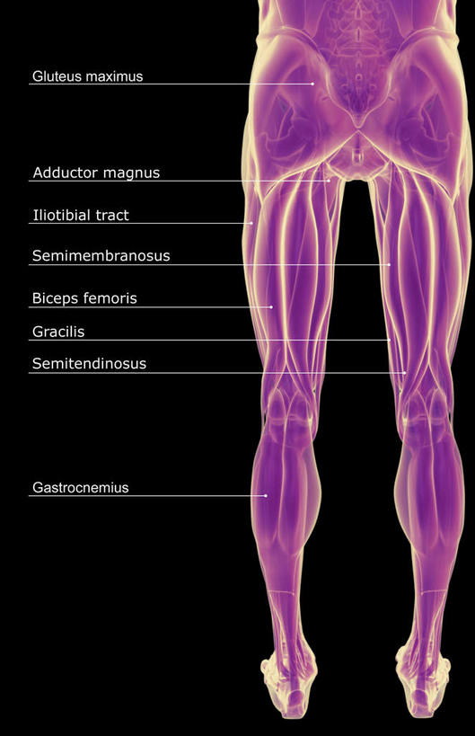 肌肉,健壮,无人,竖图,插画,室内,白天,正面,数码,科技,静物,阴影,黑色背景,局部,网络,医学,英文,标志,文字,字符,字母,高光,几何,计算机图形,合成,图画,标识,画,健康,活力,力量,解说,人体,说明,青春,英文字母,电脑合成图,数码合成图,生物学,强壮,漫画,生理学,写实,具体,具象,阐明,申明,注解,注明,半腱肌,股二头肌,彩图