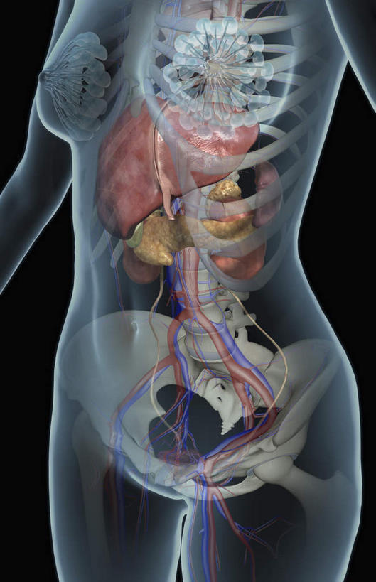 内脏,胰腺,动脉,静脉,胆囊,无人,竖图,插画,x光片,室内,特写,白天,正面,数码,科技,静物,阴影,黑色背景,辐射,科学,网络,医学,线条,高光,几何,计算机图形,合成,图画,画,人体,轮廓,电脑合成图,数码合成图,医疗,生物学,人体器官,科学技术,x射线,器官,x光,漫画,生理学,写实,具体,具象,胆管,胰管,彩图,电磁波,电磁辐射