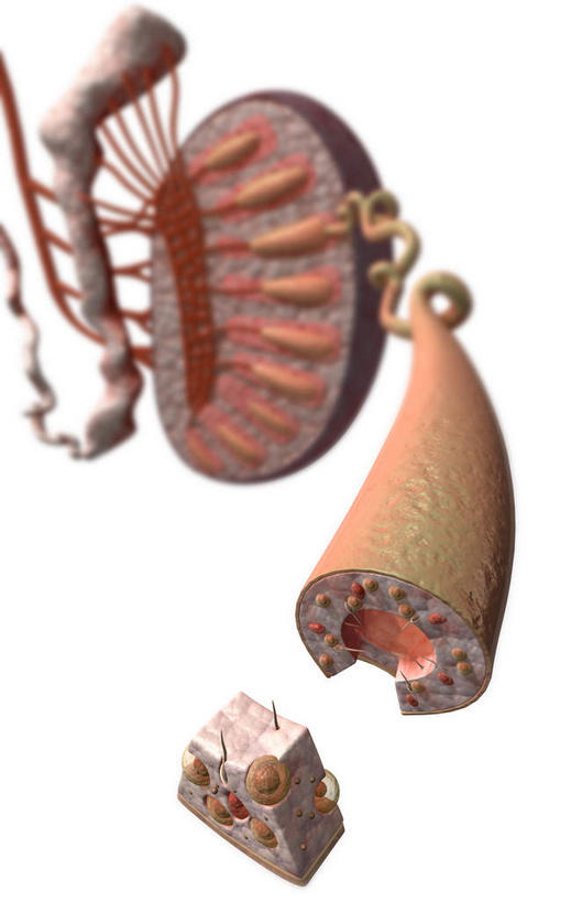 内脏,动脉,静脉,血管,膀胱,阴茎,无人,竖图,插画,室内,白天,白色背景,正面,数码,科技,静物,阴影,网络,医学,高光,几何,计算机图形,合成,图画,画,模型,人体,皮肤,电脑合成图,数码合成图,生物学,人体器官,器官,漫画,生理学,写实,具体,具象,龟头,内生殖器,排泄器官,外生殖器,彩图,海绵体,筋膜,男性生殖系统,尿道海绵体,生殖器官,生殖系统,阳具,阴茎海绵体