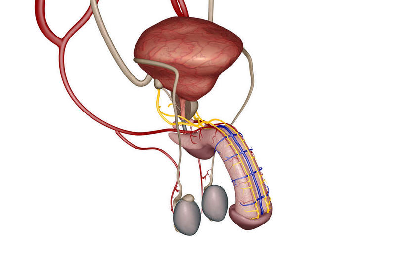 内脏,动脉,静脉,血管,膀胱,阴茎,无人,横图,插画,室内,白天,白色背景,正面,数码,科技,静物,阴影,网络,医学,高光,几何,计算机图形,合成,图画,画,模型,人体,皮肤,电脑合成图,数码合成图,生物学,人体器官,器官,漫画,生理学,写实,具体,具象,龟头,内生殖器,排泄器官,外生殖器,彩图,海绵体,筋膜,男性生殖系统,尿道海绵体,生殖器官,生殖系统,阳具,阴茎海绵体