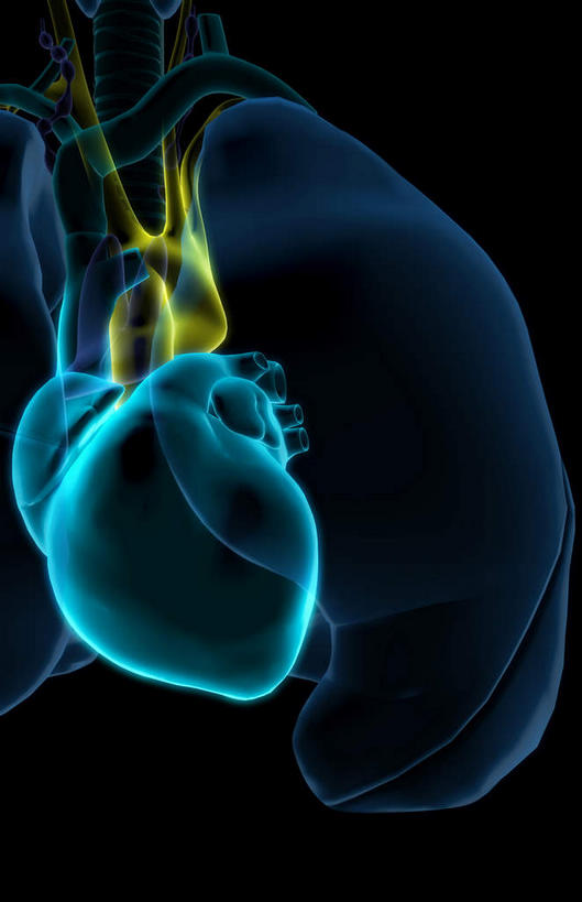 内脏,肺,心脏,动脉,静脉,无人,竖图,插画,室内,白天,正面,数码,科技,静物,阴影,黑色背景,发光,网络,医学,高光,几何,计算机图形,合成,图画,画,蓝色,绿色,模型,人体,电脑合成图,数码合成图,生物学,人体器官,器官,漫画,心血管,心房,心室,生理学,写实,具体,具象,呼吸系统,升主动脉,腔静脉,肺部,肺脏,心,彩图